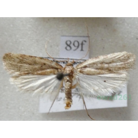 Agonopterix heracliana (Linnaeus, 1758) Czech89f